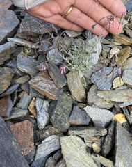 Boechera drepanoloba