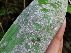 Pilocarpaceae