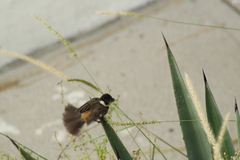 Sporophila torqueola