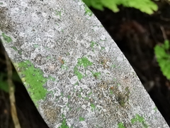 Pilocarpaceae
