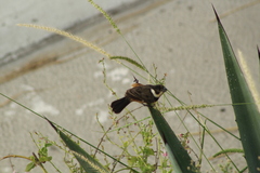 Sporophila torqueola