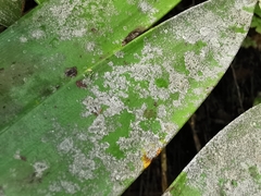 Pilocarpaceae