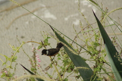 Sporophila torqueola