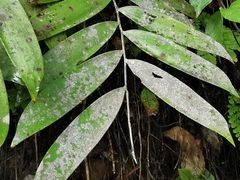 Pilocarpaceae