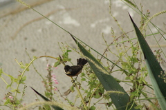 Sporophila torqueola