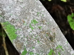 Pilocarpaceae