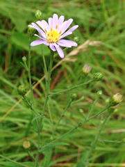 Symphyotrichum robynsianum
