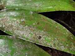Pilocarpaceae