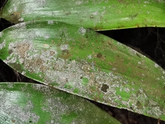 Pilocarpaceae