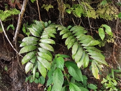 Pilocarpaceae