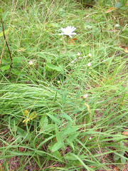 Symphyotrichum robynsianum