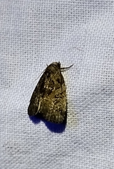 Pseudeustrotia indeterminata