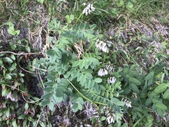Astragalus robbinsii