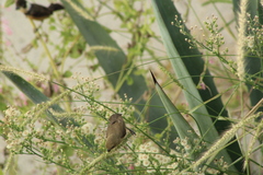 Sporophila torqueola