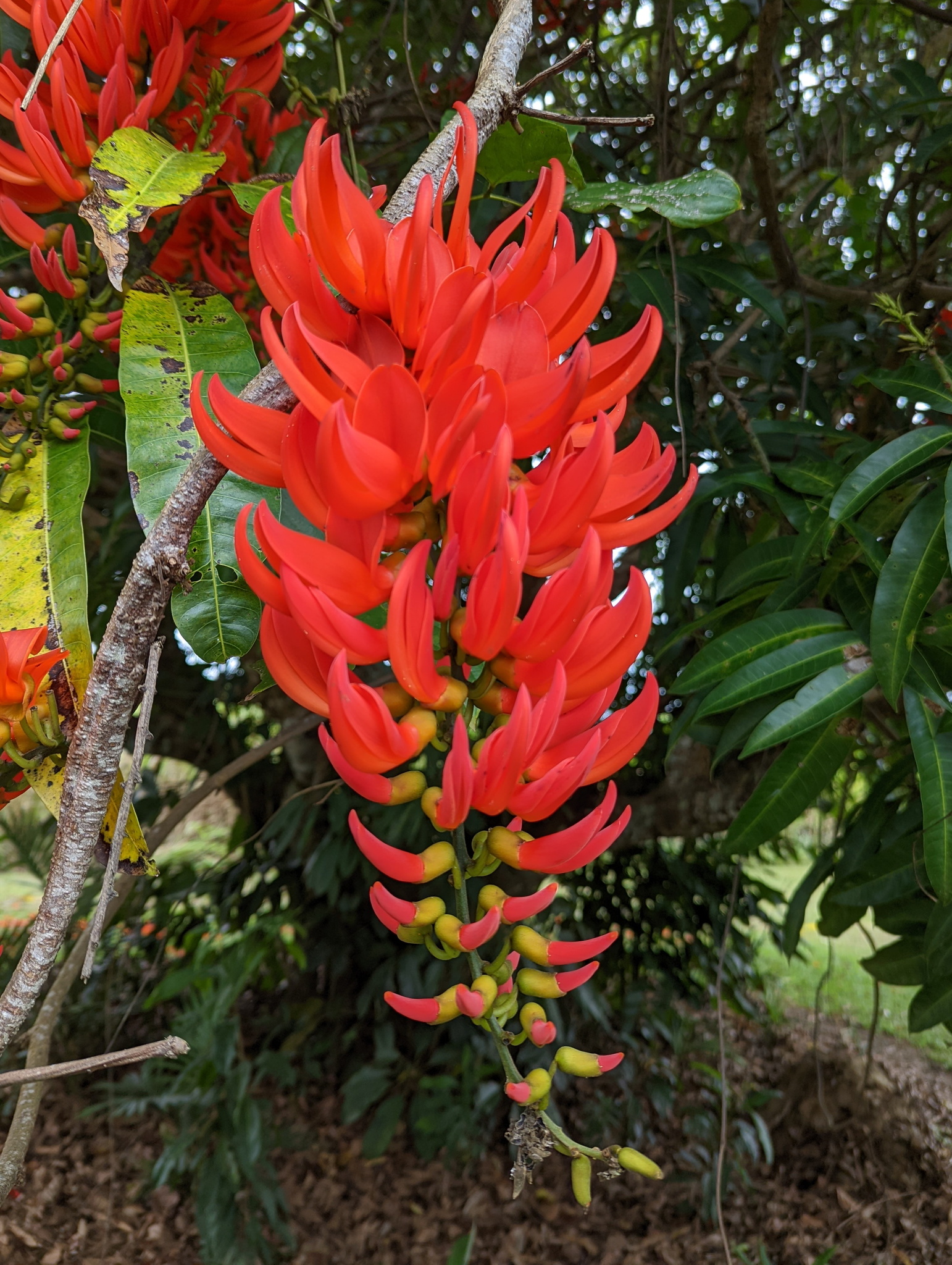 Imagem de Papo-de-peru