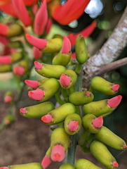 Mucuna bennettii
