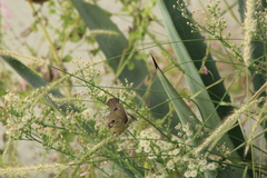 Sporophila torqueola