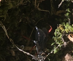 Lissopimpla