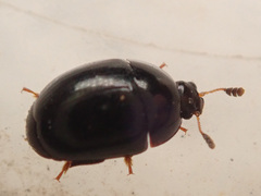 Cyllodes ater