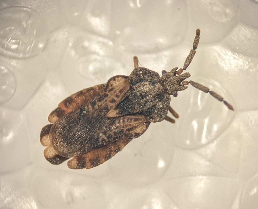 Aradus duzeei