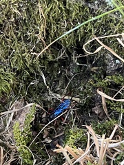 Lissopimpla