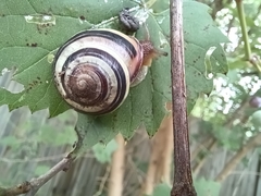 Cepaea nemoralis