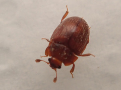 Pocadius ferrugineus
