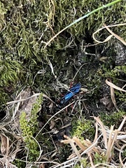 Lissopimpla