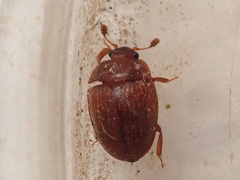 Pocadius ferrugineus