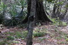 Callithrix geoffroyi