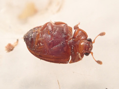 Pocadius ferrugineus