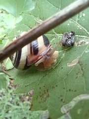 Cepaea nemoralis
