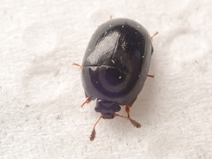 Cyllodes ater