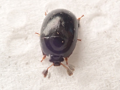 Cyllodes ater