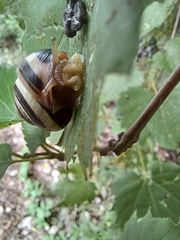 Cepaea nemoralis