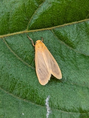 Symmetrodes sciocosma