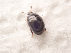 Cyllodes ater