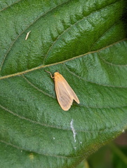 Symmetrodes sciocosma