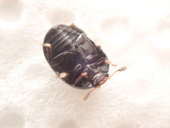Cyllodes ater