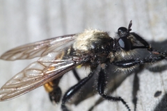 Laphria altitudinum
