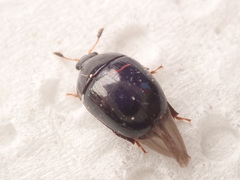 Cyllodes ater