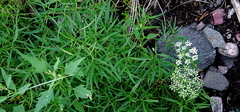 Fischer's meadow rue (Cenolophium fischeri)