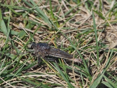 Proctacanthus milbertii