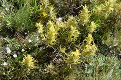 Castilleja flava
