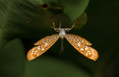 Protonymphidia senta