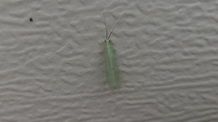 Chrysopa nigricornis