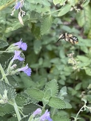 Anthophora terminalis