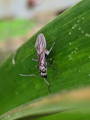 Polyrhachis foreli