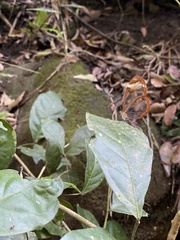 Greta morgane morgane