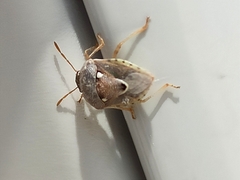 Stagonomus bipunctatus